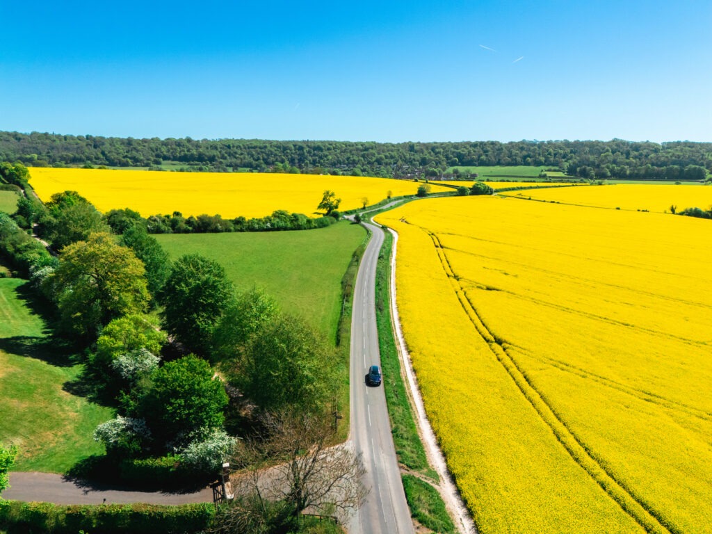 Auto fährt auf einer Straße, umgeben von leuchtend gelben Rapsfeldern unter einem klaren blauen Himmel